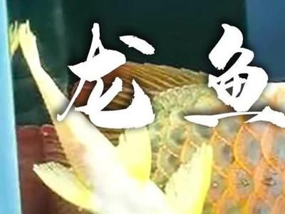 龍魚蹭缸甩頭的正確方法（如何預(yù)防龍魚蹭缸甩頭）