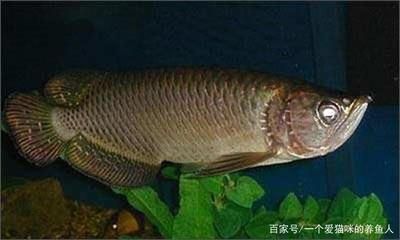 龍魚的暴躁行為分析（龍魚為什么會(huì)暴躁？） 龍魚百科 第3張