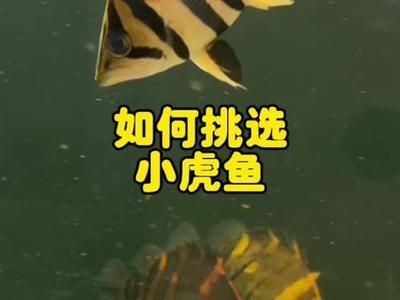 龍魚是否會吃小虎魚（龍魚有可能吃小虎魚嗎？） 龍魚百科 第5張