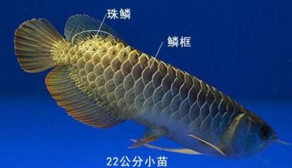 龍魚的珠鱗是什么意思（龍魚的珠鱗是什么？） 龍魚百科 第4張