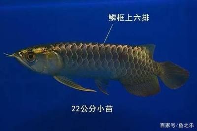 龍魚的珠鱗是什么意思（龍魚的珠鱗是什么？）