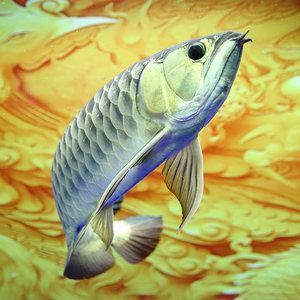 龍魚(yú)換背景嚇到了（當(dāng)龍魚(yú)更換背景后受到驚嚇，可能是由于環(huán)境突然改變導(dǎo)致的） 龍魚(yú)百科 第5張