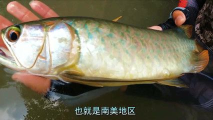 龍魚出水口大?。堲~出水口的大小和位置對(duì)于龍魚的健康至關(guān)重要） 龍魚百科 第1張