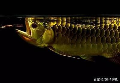 龍魚的肉類食物選擇（龍魚可以吃牛肉、豬肉、羊肉嗎？） 龍魚百科 第2張