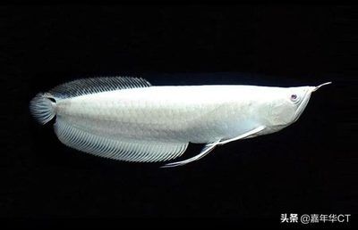 龍魚價格排行榜（龍魚價格排行榜前十名） 龍魚百科 第5張