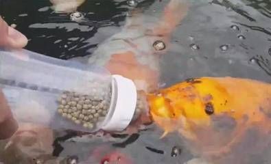 龍魚吃錦鯉飼料的可行性（龍魚可以吃錦鯉飼料嗎？） 龍魚百科 第2張