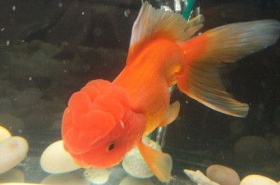 龍魚吃錦鯉飼料的可行性（龍魚可以吃錦鯉飼料嗎？） 龍魚百科 第4張