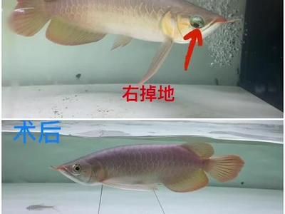 龍魚側(cè)游的徹底解決方案（如何解決龍魚側(cè)游的問題） 龍魚百科 第2張