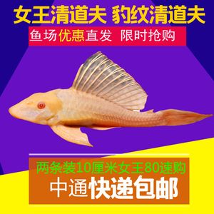 龍魚和女王大帆混養(yǎng)的可行性分析（將龍魚與女王大帆魚混養(yǎng)時(shí)需要了解這兩種魚類的特性） 龍魚百科 第1張