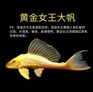 龍魚和女王大帆混養(yǎng)的可行性分析（將龍魚與女王大帆魚混養(yǎng)時(shí)需要了解這兩種魚類的特性） 龍魚百科 第4張