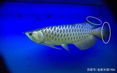 龍魚發(fā)黑的處理方法（龍魚為什么會(huì)發(fā)黑） 龍魚百科 第5張