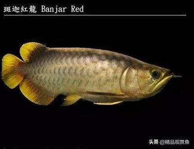 龍魚的主要特征（龍魚的養(yǎng)殖方式） 龍魚百科 第1張