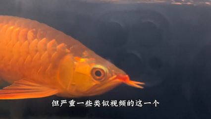 龍魚冬季不吃東西的原因（龍魚在冬季不吃東西的原因） 龍魚百科 第5張