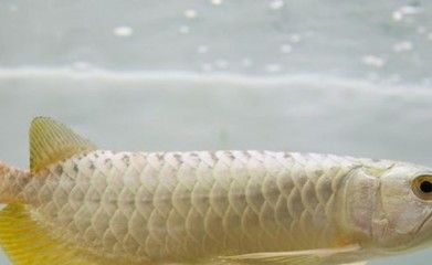 龍魚(yú)呼吸急促是否需要換水 龍魚(yú)百科 第4張