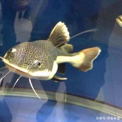 龍魚和招財(cái)貓一起養(yǎng)是否會打架（龍魚和招財(cái)貓魚可以一起養(yǎng)但需要考慮空間分配問題） 龍魚百科 第4張