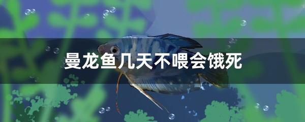 龍魚幾天不喂會餓死嗎（龍魚幾天不吃東西會被餓死嗎？） 龍魚百科 第1張