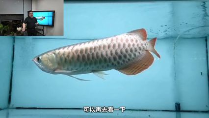 龍魚浮水面不動的原因及解決方法（龍魚浮在水面上不動可能由多種原因引起，解決方法及相應(yīng)的解決方法）