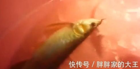 龍魚吃什么長鰭尾