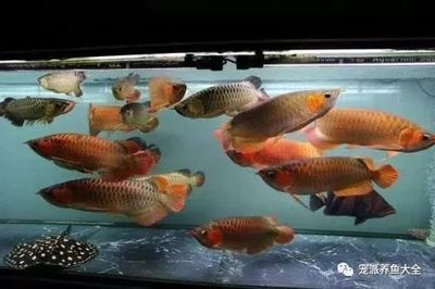 龍魚使用土霉素的可能性（土霉素可以治療龍魚嗎） 龍魚百科 第5張