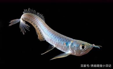 龍魚寄生蟲圖片大全（關(guān)于龍魚寄生蟲的基本認識） 龍魚百科 第5張