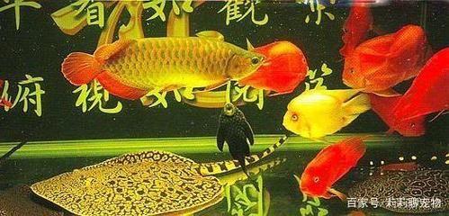 龍魚和魟魚混養(yǎng)的寓意（龍魚和魟魚混養(yǎng)在風水學(xué)中有著什么寓意？）