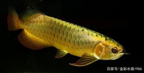 龍魚頓頭與炮彈頭的比較（龍魚頓頭和炮彈頭各有其優(yōu)缺點）