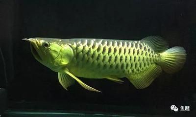 龍魚壞鱗片的處理方法（處理龍魚壞鱗片的方法） 龍魚百科 第1張