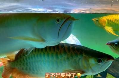 龍魚繁殖的季節(jié)和時(shí)間（關(guān)于龍魚繁殖季節(jié)和時(shí)間的詳細(xì)信息） 龍魚百科 第4張