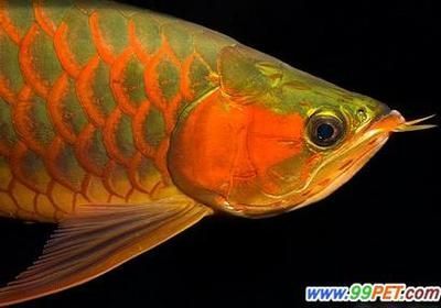 一、龍魚和虎魚一起養(yǎng)的風(fēng)水意義（龍魚和虎魚的比例為1:1或1:1或1:2混養(yǎng)較好） 龍魚百科 第4張