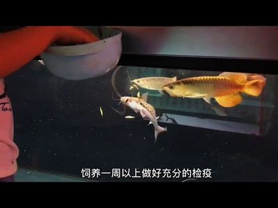 龍魚吃活食的檢疫周期（關(guān)于龍魚吃活食的檢疫周期） 龍魚百科 第3張