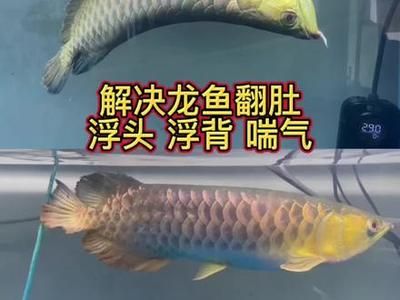 龍魚浮背漏水面呼吸的原因及解決方法（龍魚浮背并漏水面呼吸可能是由多種因素引起的） 龍魚百科 第3張