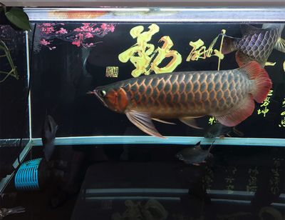 龍魚(yú)掉眼對(duì)其價(jià)值的影響（龍魚(yú)掉眼會(huì)對(duì)它的價(jià)值產(chǎn)生影響嗎，龍魚(yú)掉眼會(huì)影響其價(jià)值） 龍魚(yú)百科