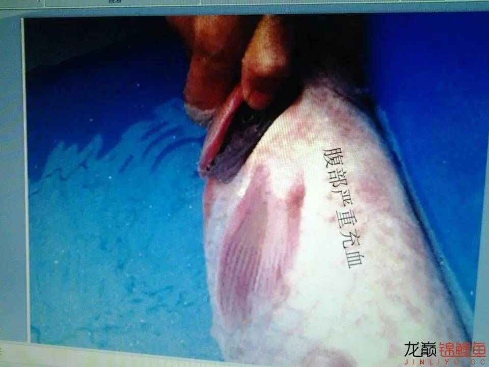 龍魚鱗底充血的原因及治療方法（龍魚鱗底充血可能由多種因素引起） 龍魚百科 第3張