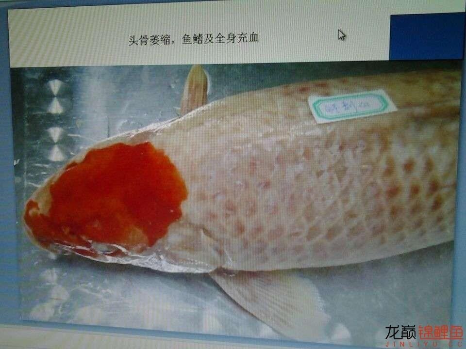 龍魚鱗底充血的原因及治療方法（龍魚鱗底充血可能由多種因素引起）