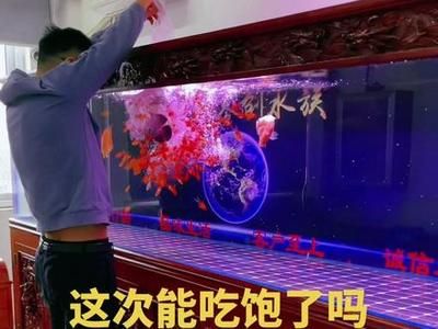 龍魚吃飽后的行為（龍魚吃飽后會趴缸嗎） 龍魚百科 第4張