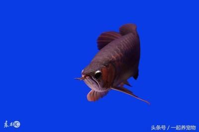 龍魚(yú)撞缸后鱗片未掉落的處理方法（如何預(yù)防龍魚(yú)撞缸掉鱗） 龍魚(yú)百科 第5張