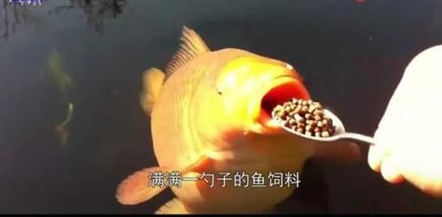 龍魚吃錦鯉飼料的可能性和影響（龍魚可以吃錦鯉飼料嗎） 龍魚百科 第2張