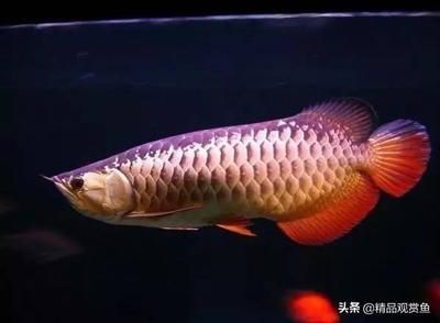 龍魚開黃無珠鱗的原因分析（龍魚開黃和無珠鱗可能是由多種因素引起的，飼養(yǎng)者應(yīng)注意） 龍魚百科 第5張