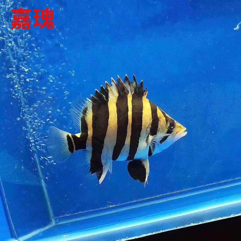 龍魚是否會吃虎魚苗（龍魚會吃虎魚苗嗎？） 龍魚百科 第3張