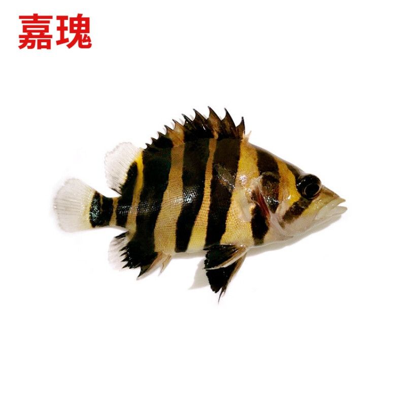 龍魚是否會吃虎魚苗（龍魚會吃虎魚苗嗎？） 龍魚百科 第4張