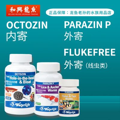 龍魚老孫的店鋪概述（龍魚老孫的店鋪是一家專注于水族用品） 龍魚百科 第5張