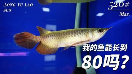 龍魚的生長周期（龍魚從出生到長到40厘米大約需要一年才能長到40厘米）