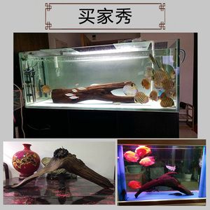 龍魚混養(yǎng)適應(yīng)期（龍魚混養(yǎng)保持兩個(gè)月左右不打架才能認(rèn)為混養(yǎng)成功） 龍魚百科 第5張