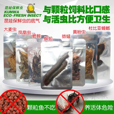 龍魚吃活的黃粉蟲好嗎（龍魚吃活的黃粉蟲是好是壞） 龍魚百科 第4張