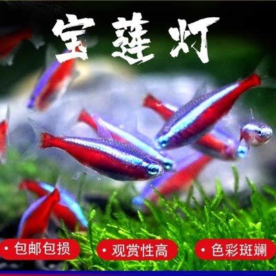 龍魚和飼料魚一起養(yǎng)的可行性分析（探討龍魚和飼料魚是否可以一起養(yǎng)殖，我們需要綜合考慮多個(gè)因素） 龍魚百科 第4張