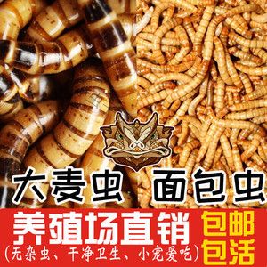 龍魚食物選擇：面包蟲 vs 大麥蟲（面包蟲和大麥蟲哪個(gè)更好？）