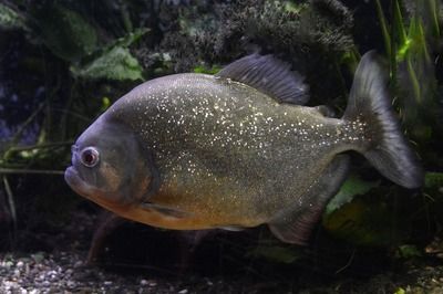 龍魚和薩伊藍(lán)混養(yǎng)的可能性（關(guān)于龍魚和薩伊藍(lán)魚混養(yǎng)存在不同的觀點(diǎn)和實(shí)踐經(jīng)驗(yàn)） 龍魚百科 第4張