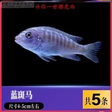 龍魚和薩伊藍(lán)混養(yǎng)的可能性（關(guān)于龍魚和薩伊藍(lán)魚混養(yǎng)存在不同的觀點(diǎn)和實(shí)踐經(jīng)驗(yàn)） 龍魚百科 第5張