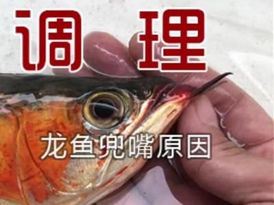 龍魚兜嘴的矯正方法（龍魚兜嘴怎么辦） 龍魚百科 第2張