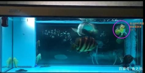 龍魚對缸里配魚開始咬了魚會死嗎（龍魚咬配魚會導致配魚死亡嗎？）